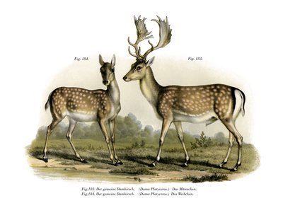 Fallow Deer by German School
