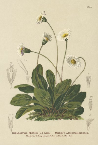 False Aster by German School