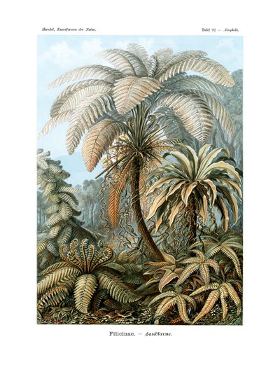 Filicinae by German School