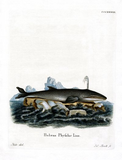 Fin Whale by German School
