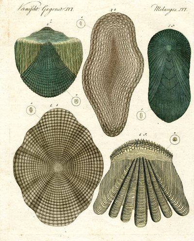 Fish Scales by German School