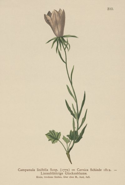 Flax Leaved Bellflower by German School