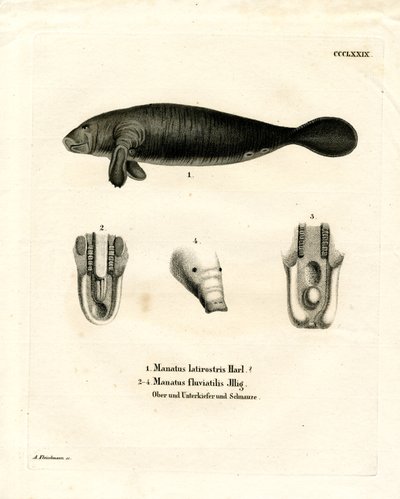 Florida Manatee by German School