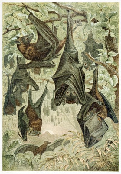 Flying Foxes, from Brehm