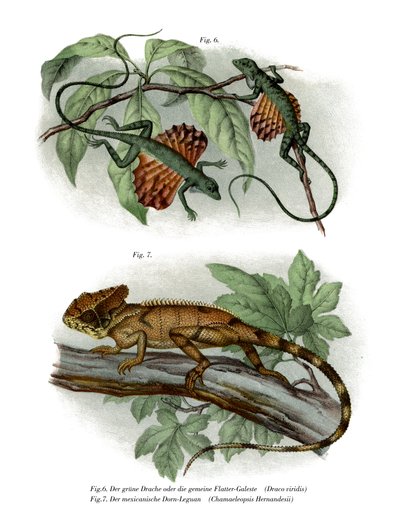 Flying Lizard by German School