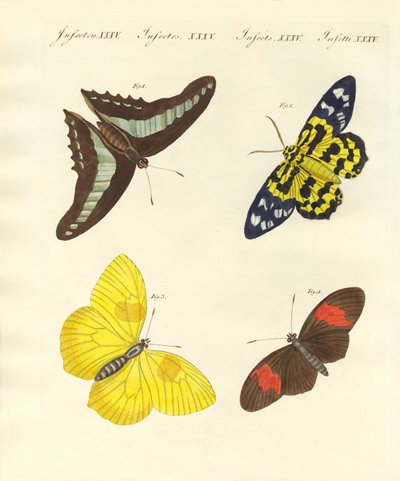 Foreign Butterflies by German School