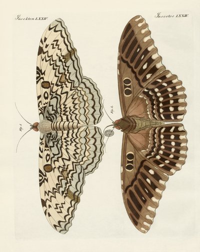 Foreign butterflies by German School