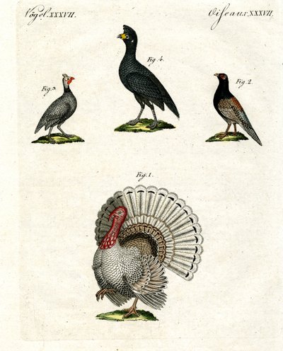 Foreign Domestic Poultry by German School