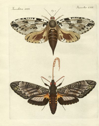 Foreign moths by German School