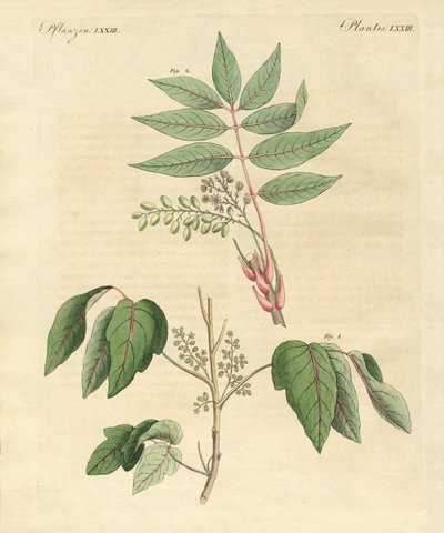 Foreign poisonous plants by German School