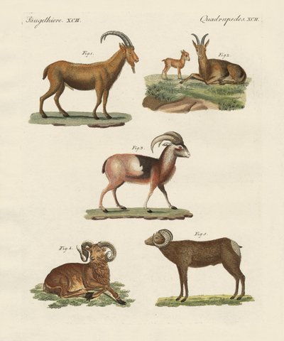 Four-Footed Animals by German School