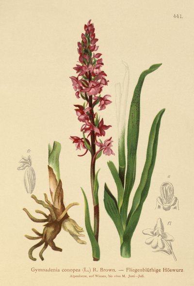 Fragrant Orchid by German School