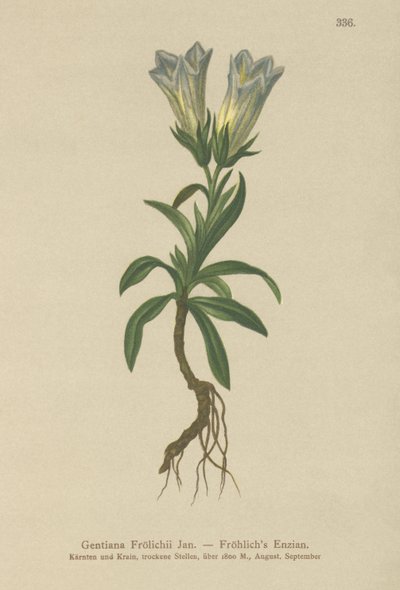 Froelichs Gentian by German School