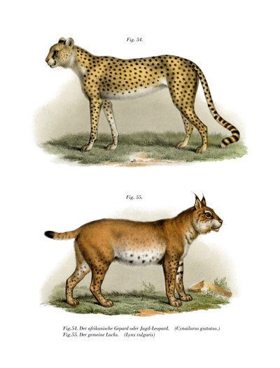 Cheetah by German School
