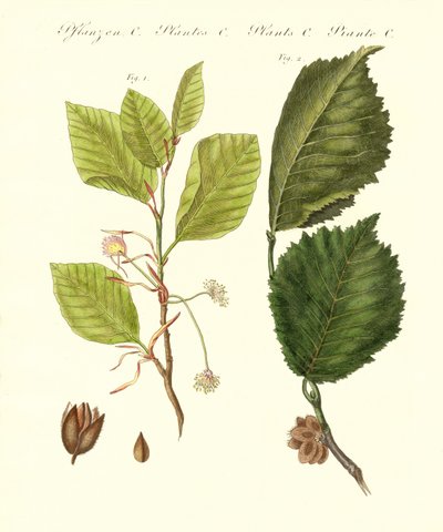 German Woodtrees by German School