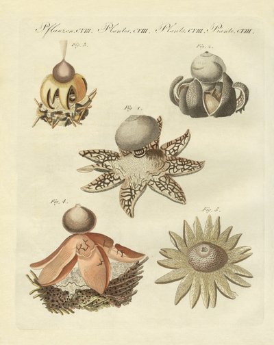 German Geaster by German School