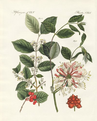 German Kinds of Woods (coloured engraving) by German School
