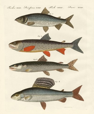 German river fish by German School