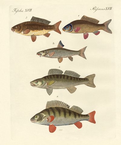 German Sea Fish by German School