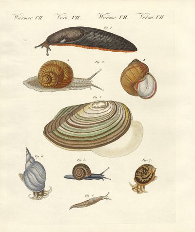 German Snails by German School