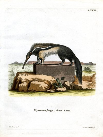 Giant Anteater by German School