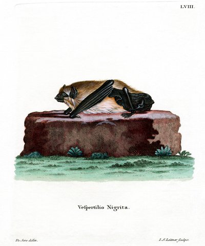 Giant House Bat by German School