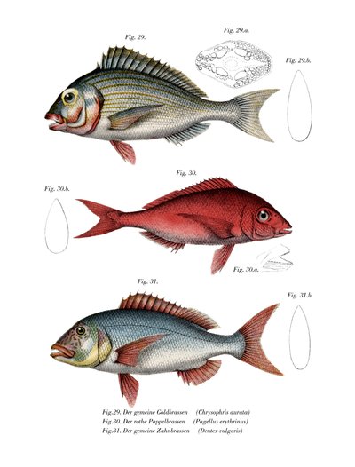 Gilthead Seabream by German School