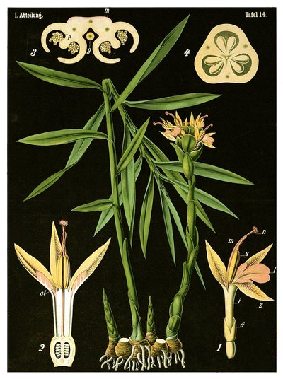 Ginger (Zingiber officinale Roscoe) by German School