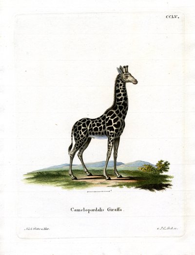 Giraffe by German School