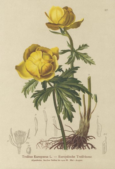Globe-flower by German School