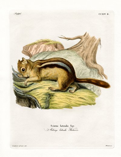 Golden-mantled Ground Squirrel by German School