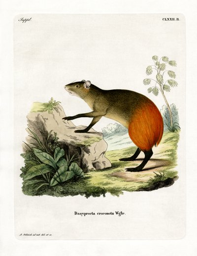 Golden-rumped Agouti by German School