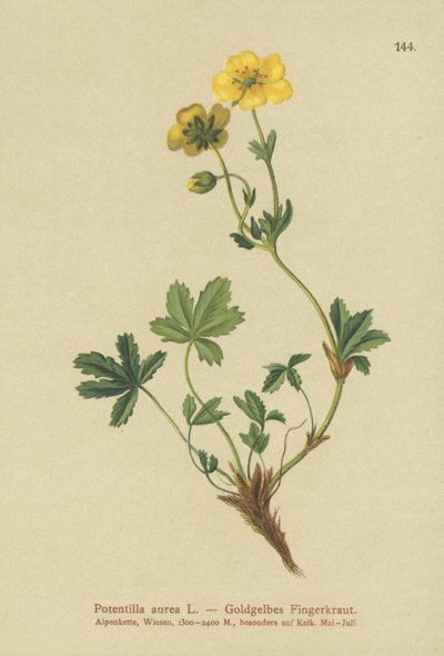 Golden Cinquefoil by German School