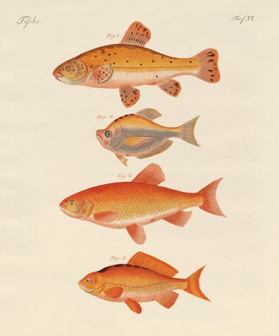 Goldfish by German School