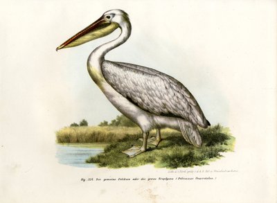 Great White Pelican by German School