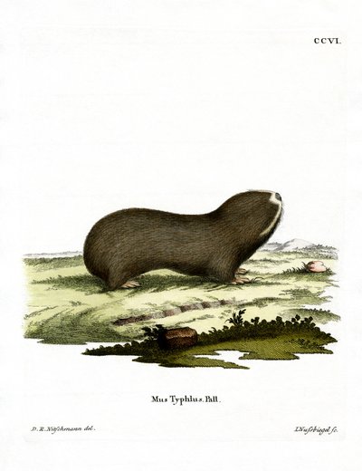 Greater Mole Rat by German School