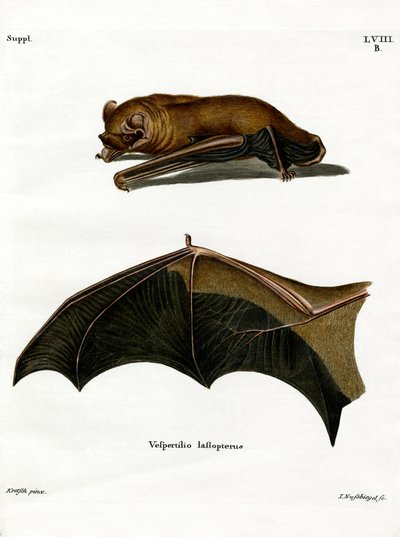 Greater Noctule Bat by German School