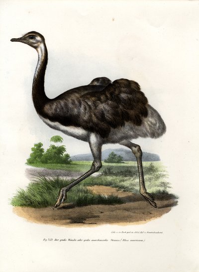 Greater Rhea by German School