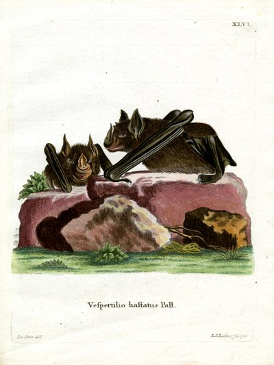 Greater Spear-nosed Bat by German School