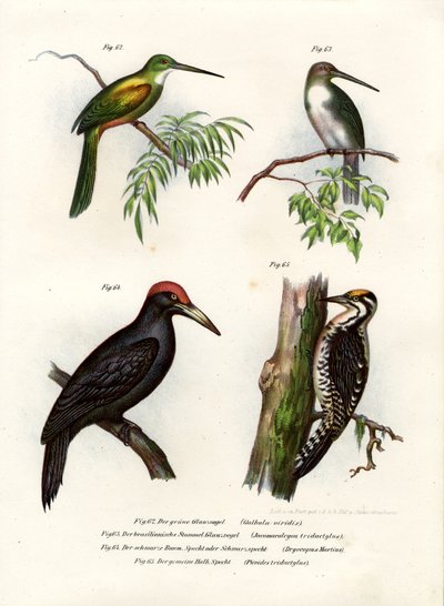 Green-Tailed Jacamar by German School