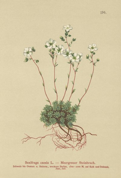 Grey Saxifrage by German School