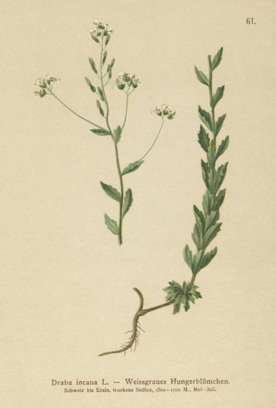 Grey Whitlow-grass by German School