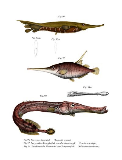 Grooved Razor-fish by German School