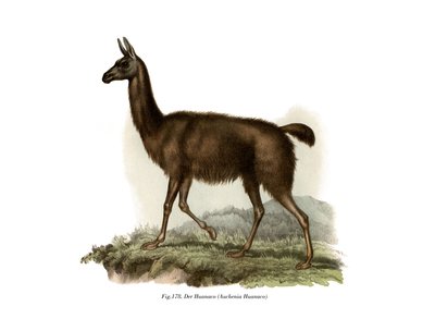 Guanaco by German School