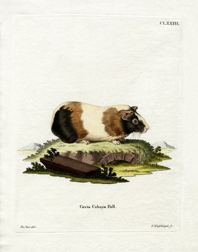 Guinea Pig by German School
