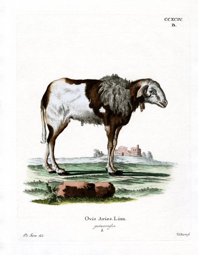 Guinea Sheep by German School