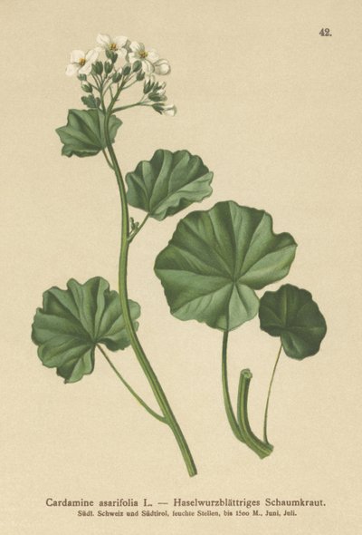 Hairy Bittercress by German School