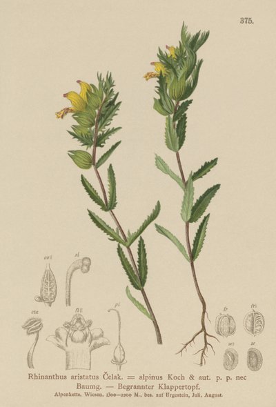 Hairy Yellow Rattle by German School