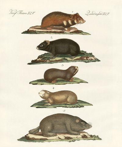 Hamsters and Field Voles by German School