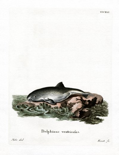 Harbor Porpoise by German School